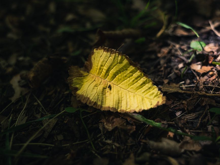 A close-up photograph of a single yellow-brown fallen leaf resting on dark, moist soil surrounded by decaying organic matter and small green plants. The leaf's surface shows prominent veins and a slightly curled edge, with natural light illuminating it against a shadowed background typical of a woodland floor. The setting appears to be outdoors, in a shaded area where natural light filters through trees, highlighting the details of the leaf and the textured ground. This scene is unrelated to house removals or moving services, but accurately captures the visual details of a fallen leaf in a natural environment, providing a precise visual description for accessibility purposes.