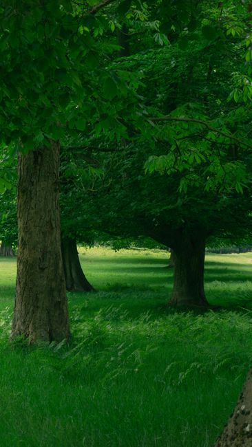 A person's hand holding a small white card with the word 'OFF' written in black ink, positioned in front of a dense hedge of dark green, glossy leaves. The hand is extending from the right side of the image, and the card is held upright. The hedge serves as a natural backdrop, suggesting an outdoor environment. This scene may relate to a property or garden area during a home relocation or removal process, which is relevant for house removals and moving services offered by Man with Van Fortis Green. The lighting appears natural, and the overall composition emphasizes the contrast between the white card and the vibrant foliage, reflecting the themes of packaging and preparatory steps involved in furniture transport and moving logistics.